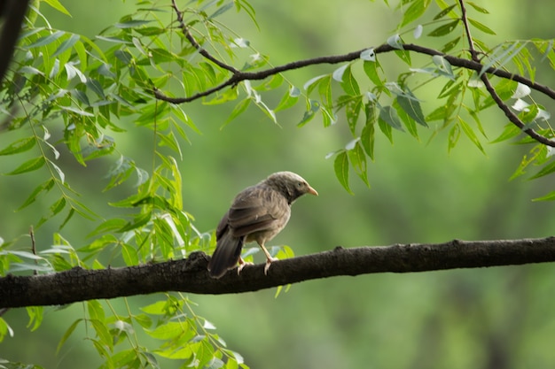 O babbler puffthroated sentado no ambiente branchin nature