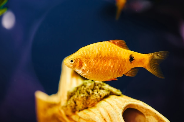 Foto o barbus flutua no aquário em casa close-up. peixe dourado lindo aquário.