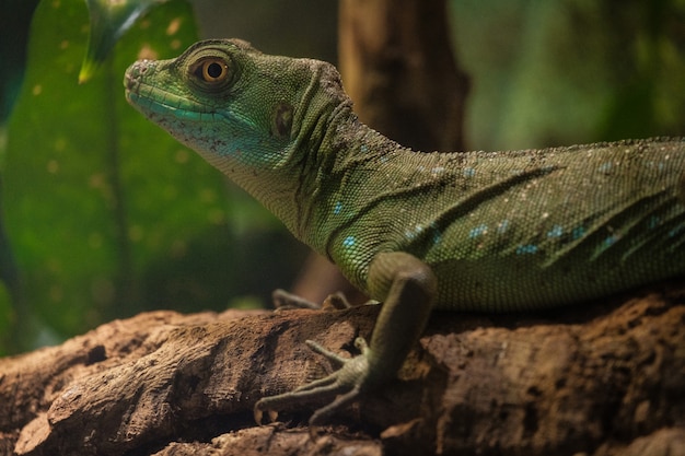 O basilisco emplumado também chamado comumente de basilisco verde