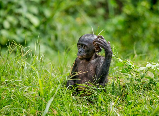 O bebê Bonobo está sentado na grama