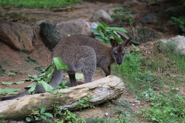 O bebê canguru é ficar e comer grama no jardim