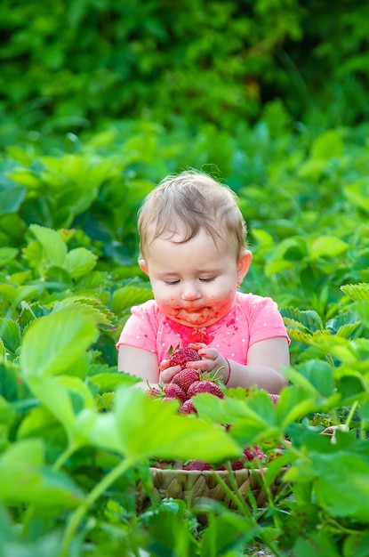 O bebê come morangos no jardim. Verão.