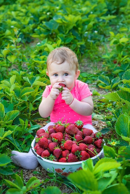 O bebê come morangos no jardim