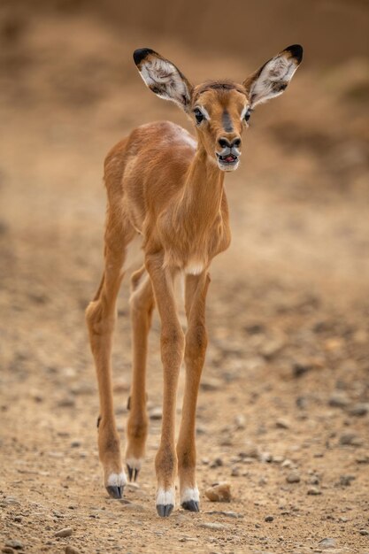 Foto o bebê de impala comum está chamando a mãe.