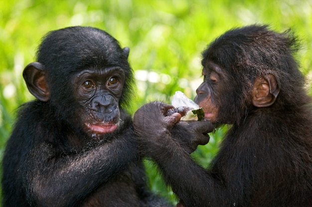 O bebê do Bonobo está comendo melancia. República Democrática do Congo. Parque Nacional Lola Ya Bonobo.