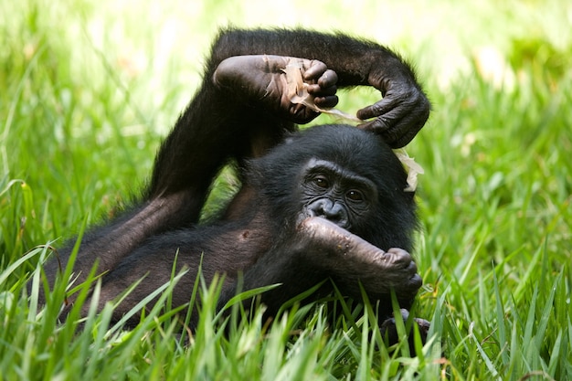 O bebê do Bonobo está deitado na grama. República Democrática do Congo. Parque Nacional Lola Ya Bonobo.