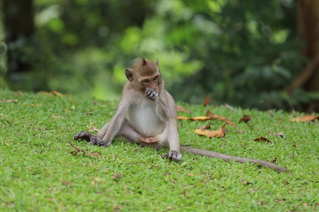 O bebê macaco está sentado no jardim de grama em frente à floresta