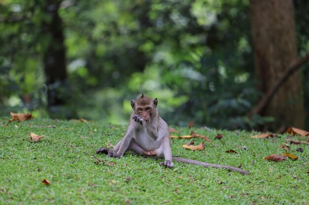 O bebê Macaco está sentado no jardim de grama em frente à floresta