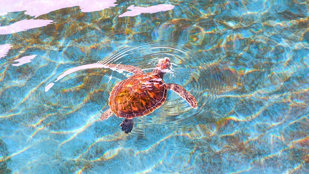 O bebê tartaruga verde está nadando para respirar na superfície da água do mar na lagoa azul