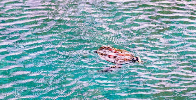 Foto o bebê tartaruga verde está nadando para respirar na superfície da água do mar na lagoa azul