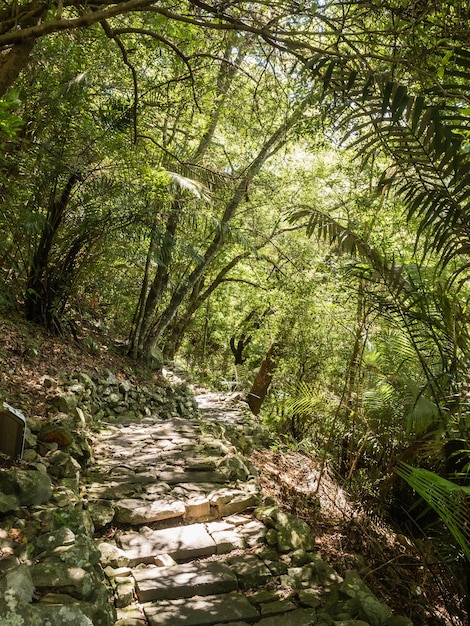 O belo caminho de montanha cercado por árvores.