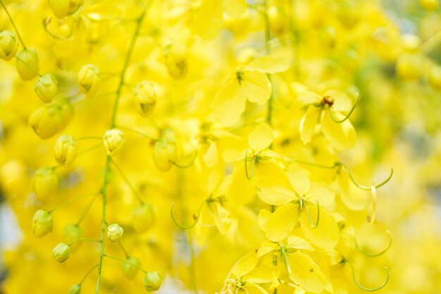 O belo close-up Golden shower tree ou Cassia fistula flower