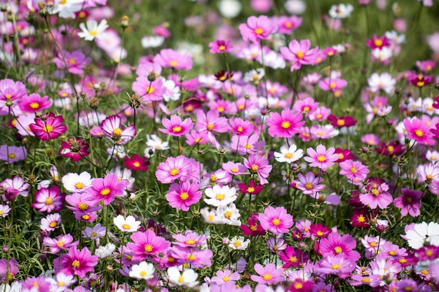 O belo cosmos no campo