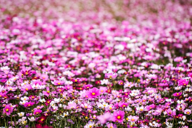 O belo cosmos no campo