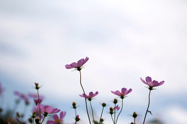 O belo cosmos no campo