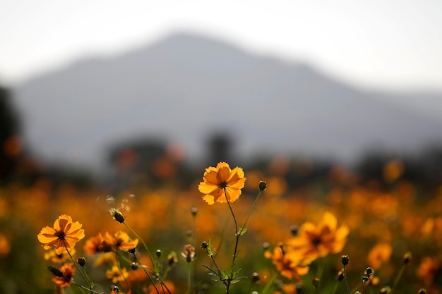 O belo cosmos no campo