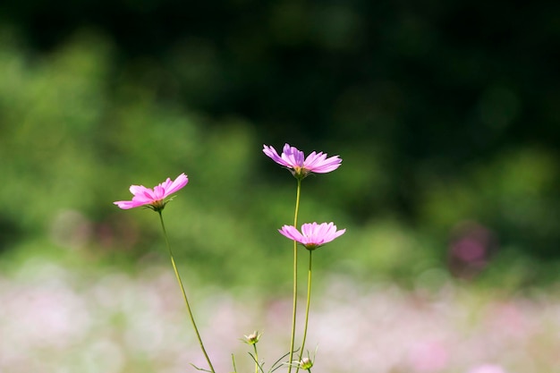 O belo cosmos no campo