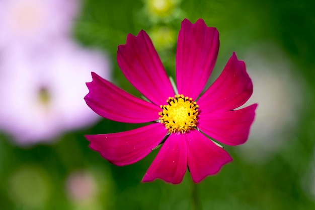 O belo cosmos no campo