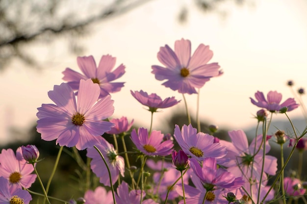 O belo cosmos no campo