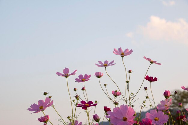 O belo cosmos no campo