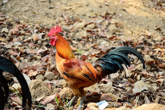 O belo galo vermelho andando no chão