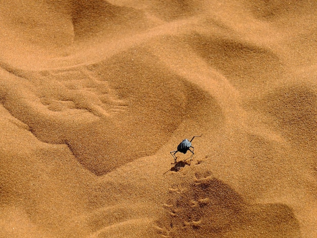 O besouro skorobey Scarabaeus sacer no deserto do Namibe Sossusvlei Namíbia