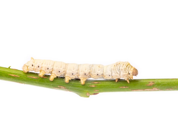 O bicho-da-seda é a larva ou lagarta da mariposa doméstica, Bombyx mori. É um inseto economicamente importante, sendo um produtor primário de seda.
