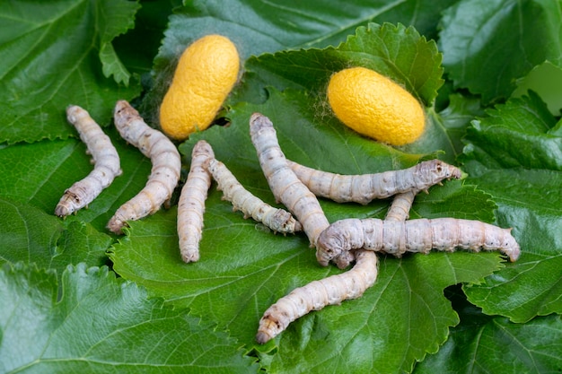 O bicho-da-seda é a larva ou lagarta da mariposa doméstica, Bombyx mori. É um inseto economicamente importante, sendo um produtor primário de seda.