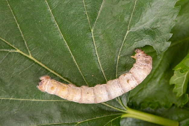 O bicho-da-seda é a larva ou lagarta da mariposa doméstica Bombyx mori É um inseto economicamente importante sendo um produtor primário de seda