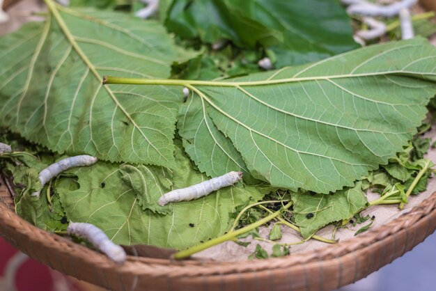 O bicho-da-seda é um verme para criar um casulo de seda com uso de fibras amarelas para tecer