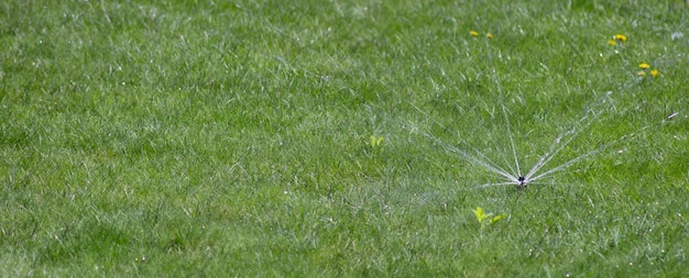 O bico pulveriza gotas de água para regar o gramado no jardim
