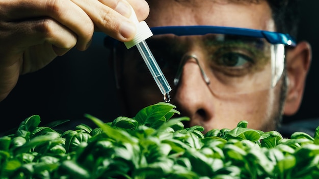 O biólogo está deixando cair o produto químico líquido nas plantas