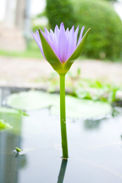 O Blue Lotus.