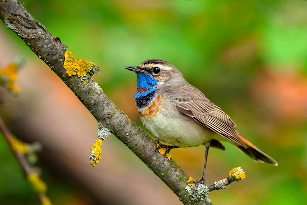 O bluethroat é um pequeno pássaro passeriforme ..Aves da Rússia Central...