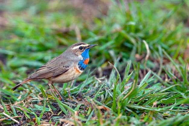 O bluethroat é um pequeno pássaro passeriforme