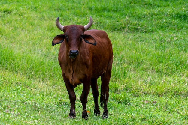 Foto o boi da raça sindi no pasto.