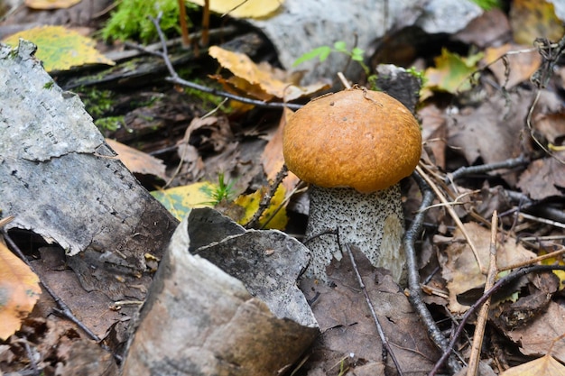 O boleto Orangecap cresce fora da terra