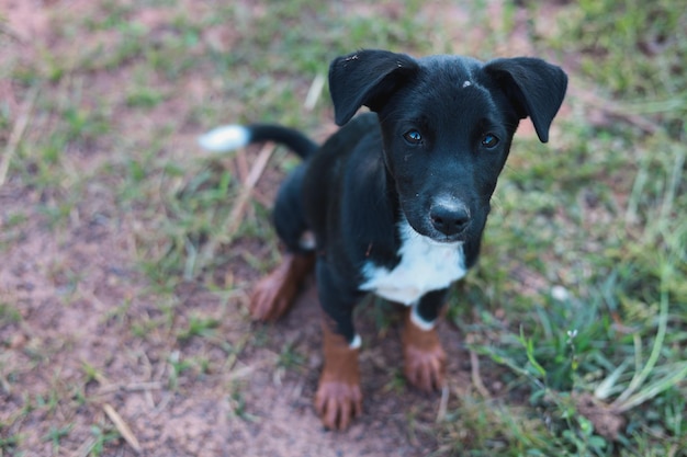 Foto o bom cachorro preto estava olhando para o dono com desconfiança