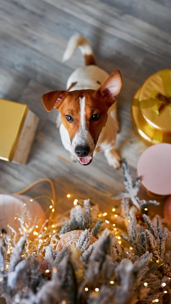 Foto o bonito e engraçado jack russell terrier está à espera das férias em casa.