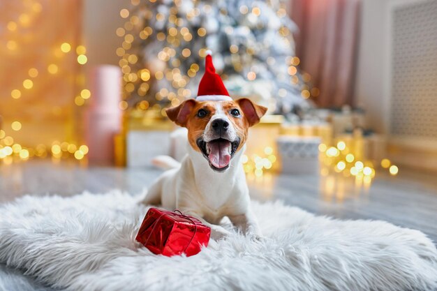 Foto o bonito e engraçado jack russell terrier está à espera das férias em casa.