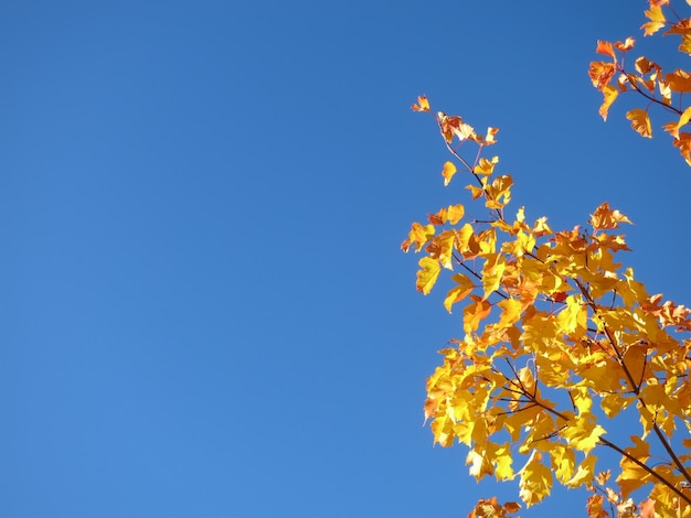 O bordo amarelo brilhante deixa o bordo tártaro contra o fundo natural surpreendente do céu azul no outono