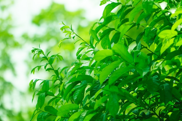 O borrão das folhas da árvore para o fundo da natureza e salvar o conceito verde.