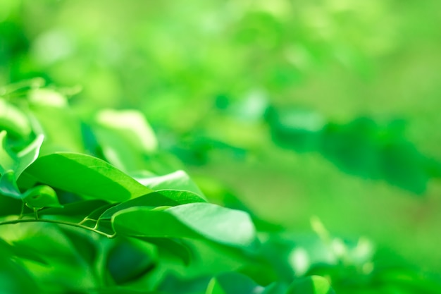 Foto o borrão das folhas da árvore para o fundo da natureza e salvar o conceito verde.