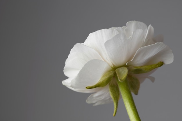 O botão da flor ranúnculo branco sobre um fundo cinza. Cartão de férias.