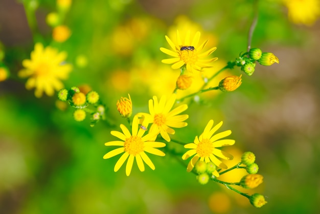 O botão de ouro amarelo floresce no prado e no dia de verão. Com insetos em flores.