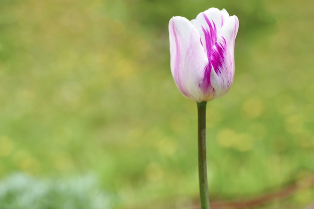 O botão de uma flor de tulipa roxa branca em plena floração