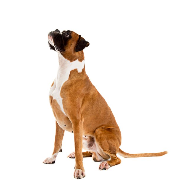 O Boxer de Cor de Fauno.