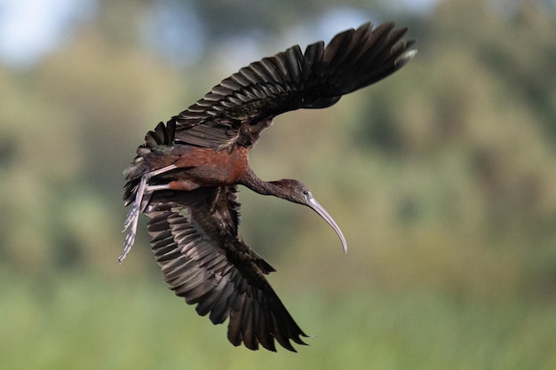 O brilhante ibis Plegadis falcinellus é uma ave aquática Pelecaniformes e a família ibis e colhereiro Threskiornithidae comum em aiguamolls emporda mediterrânea girona espanha