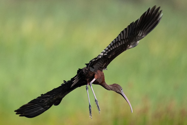 O brilhante ibis Plegadis falcinellus é uma ave aquática Pelecaniformes e a família ibis e colhereiro Threskiornithidae comum em aiguamolls emporda mediterrânea girona espanha