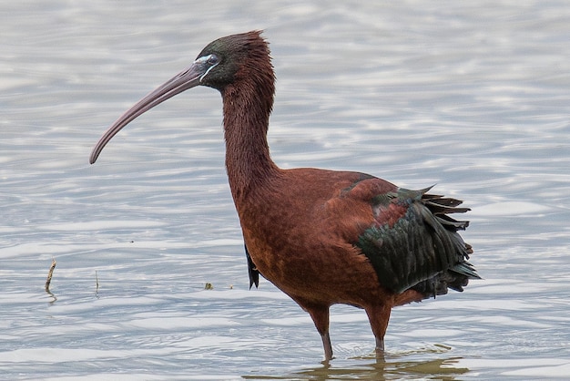 O brilhante ibis Plegadis falcinellus é uma ave aquática Pelecaniformes e a família ibis e colhereiro Threskiornithidae comum em aiguamolls emporda mediterrânea girona espanha